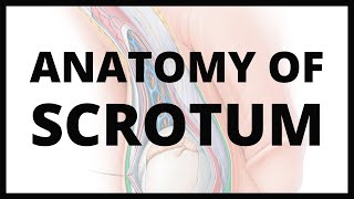 Scrotum Anatomy | Inspiring Mindz Coaching #studywithIM