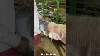 Zaahi Goat Farm Milk Feeding to Patira Breeder