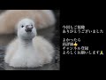 【野鳥撮影】かわいすぎに注意！山中湖で出会えたコブハクチョウの親子