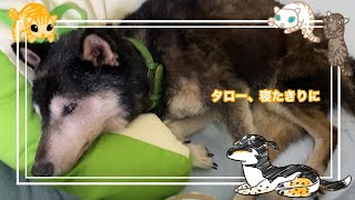 寝たきりのおじいちゃん犬、13歳黒柴のタローに会ってきました