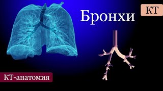 Бронхиальное дерево на КТ: долевое и сегментарное строение.