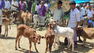 ছোট ছোট খামার উপযোগী ষাঁড় বাসুর গরু দাম  জানুন। নলিন গরুর হাট টাঙ্গাইল। কৃষকের কৃষি চিত্র।