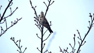 [4K] 野鳥：ツグミ／ＨＴ公園の木の枝に