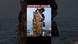 #釣り #磯釣り #クエ釣り #アラ釣り #クエ #五島列島 #底物 #釣り好きと繋がりたい #高級魚 #豪チャンネル #釣りyoutube #釣りよか #fishing #shorts