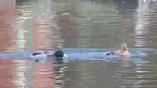 Mallard courtship and mating