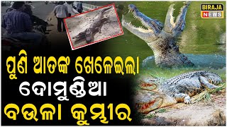 ପୁଣି ନଦୀ ଭିତରେ ଆଉ ଜଣଙ୍କୁ ଝୁଣି ଖାଇଲା ଦୋମୁଣ୍ଡିଆ ମଣିଷଖିଆ କୁମ୍ଭୀର..#Crocodile #Malika | Biraja News