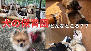 【犬の保育園】をドッグトレーナーが解説！！