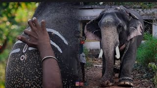 Panakkal Nandhan @Neyyattinkara    Neyyattinkara sree krishna swamy temple arattu 2022