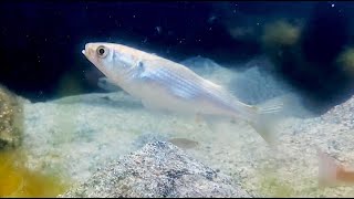 ボラ　Flathead gray mullet    Mugil cephalus