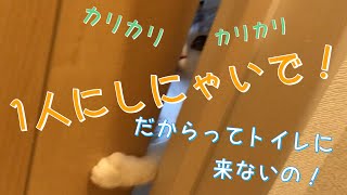 【子猫】１人が寂しくて仕方ないねこ【サイベリアン】