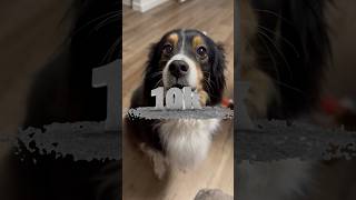 Thank you all for 10k subscribers! It means so much to us and the dogs! ❤️ #dogshorts #10k