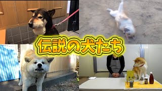 トップYouTuber顔負けの再生数を叩き出した伝説の犬たち。