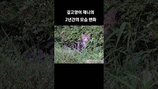 길고양이 제니의 2년간의 모습 변화 #shorts #길고양이