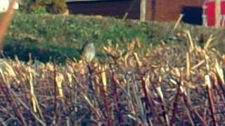 The song of the Hedge Sparrow, the Dunnock, Buckland Newton 2/1/14