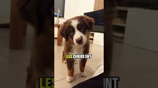 Les chiens sont énervé quand vous faites ça #chien