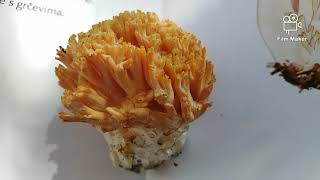 OPREZ GLJIVARI!!! Otrovna capica, Ramaria formosa