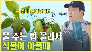 [갑조네TV] 식물 물 주는 법 궁금하시다고요? 갑조네에서 한방에 알려드립니다!