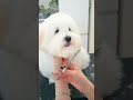 do you know this dog 見たことない！癒しすぎるカットスタイル トリミング asmr puppy grooming dogshorts