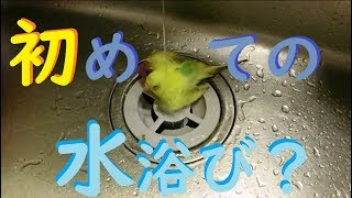 【セキセイインコ】初めての水浴び？【budgerigar】