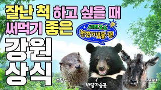 귀여움 한도 초과....♥절.대.지.켜!!!강원도의 천연기념물 삼대장!