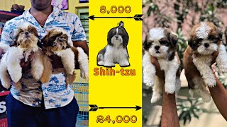 Best Price List Of Shih-tzu in Telugu