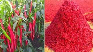 Chilli Cultivation ||How to Mirchi Farming And Cutting|| మిర్చి కోత \u0026 గెడు చేయడం