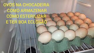 COMO COLOCAR OVOS NA CHOCADEIRA , COMO ARMAZENAR , COMO ESTERILIZAR E TER UMA BOA ECLOSÃO.