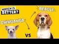 Beagle vs. Chihuahua: Which is Better?