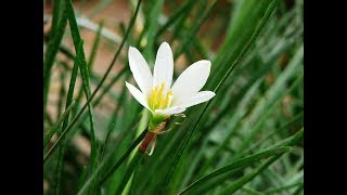 ஸ்ரீ அன்னையிடம் ஒரு பிரார்த்தனை  A Prayer to The Mother