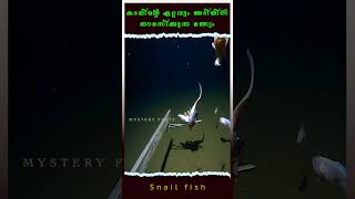 കടലിന്റെ ഏറ്റവും ആഴങ്ങളിൽ  ഉള്ള  മത്സ്യം#facts #snail fish#youtubeshorts