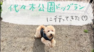 代々木公園ドッグラン行ってきました    🐶マルプーのトトちゃん🐶