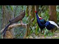 Swinhoe's pheasant and Great argus || types of peahen ..or magpie ..#peahens #magpies