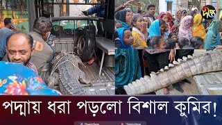 বিশাল কুমির ধরা পড়লো জালে! কুষ্টিয়া পদ্মায় কুমির আতঙ্ক! Rescue Crocodile | Deepto News