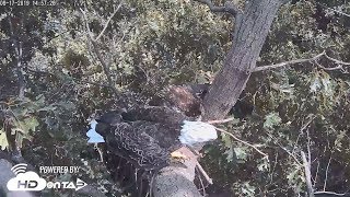 2019 - Hanover, Pa Nest, Adult Bald Eagle Drops Off Fish For Juvie