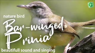 Bar-winged Prinia Sound Call And Noise | Nature Birds Sounds