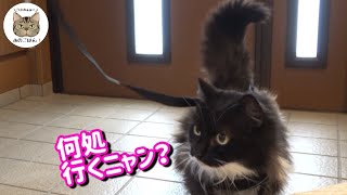 モフモフな元野良猫と散歩に行こうとしたらこうなりました！