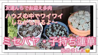 【多肉植物#22】友達のご実家で狩る！ミセバヤ・子持ち蓮華・白鳳菊、、etc