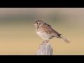 Vesper Sparrow