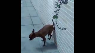 cachorro cagando na parede