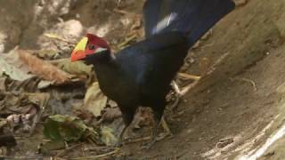 VIOLET TURACO, Guineanviolettiturako, Musophaga violacea, 12 1 2017, Abuko Forest Gambia Y