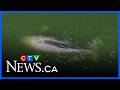 Caught on video: Vancouver jet skier crashes into grey whale