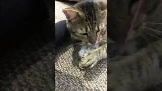 おもちゃに飽きたと思ったら・・・「猫」[動画]#shorts