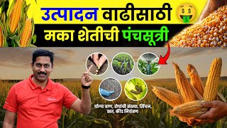 Maize च्या 🌽 चांगल्या उत्पादनासाठी 🤑 हे 5 मुद्दे ठेवा लक्षात। makka farming 👨🏼‍🌾 #agrostar #maize