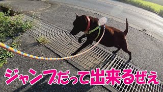 足取り軽やかなリュウ【ジャーマンシェパードと雑種犬と琉球犬の田舎暮らし】