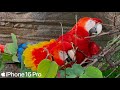 Scarlet Macaw | Bird Paradise