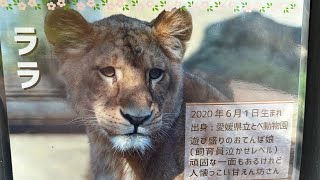 7/7 いしかわ動物園 ライオン ララちゃん♡