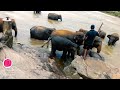 pinnawala elephant orphanage sri lanka පින්නවල අලි අනාතාගාරය