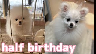 【成長記録】ポメラニアンの子犬メルがhalf  birthdayを迎えました　【#12】