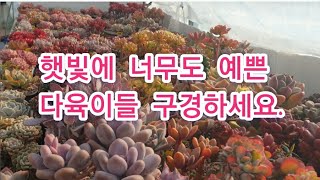 지미네 옥상다육 햇빛에 너무도 예쁜 다육이들 구경하세요.