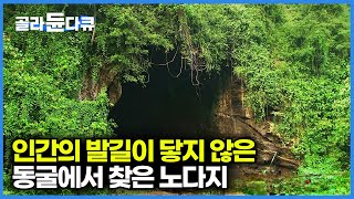 인간의 발길이 닿지 않은 오지동굴에서 찾은 1kg 400만원 노다지│말레이시아인들이 채취하는대로 중국에 수출하는 고급식재료│말레이시아 제비집 채집꾼│극한직업│#골라듄다큐